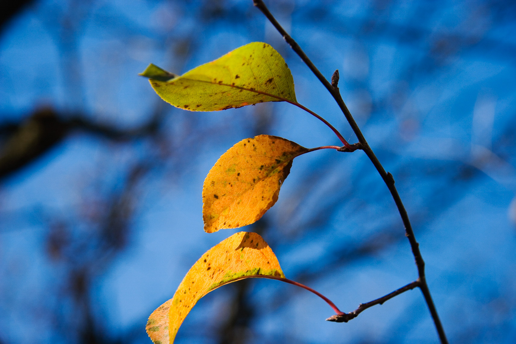 3Leafs_MG_0775_156-Flora