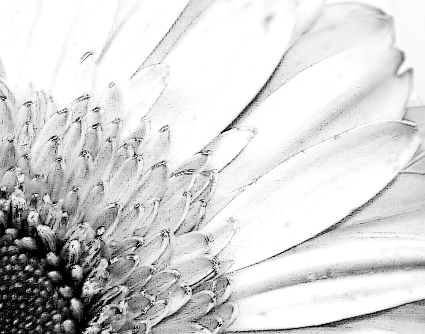 Blossom-GerberaCorner14x11360_MG_1368-01_1