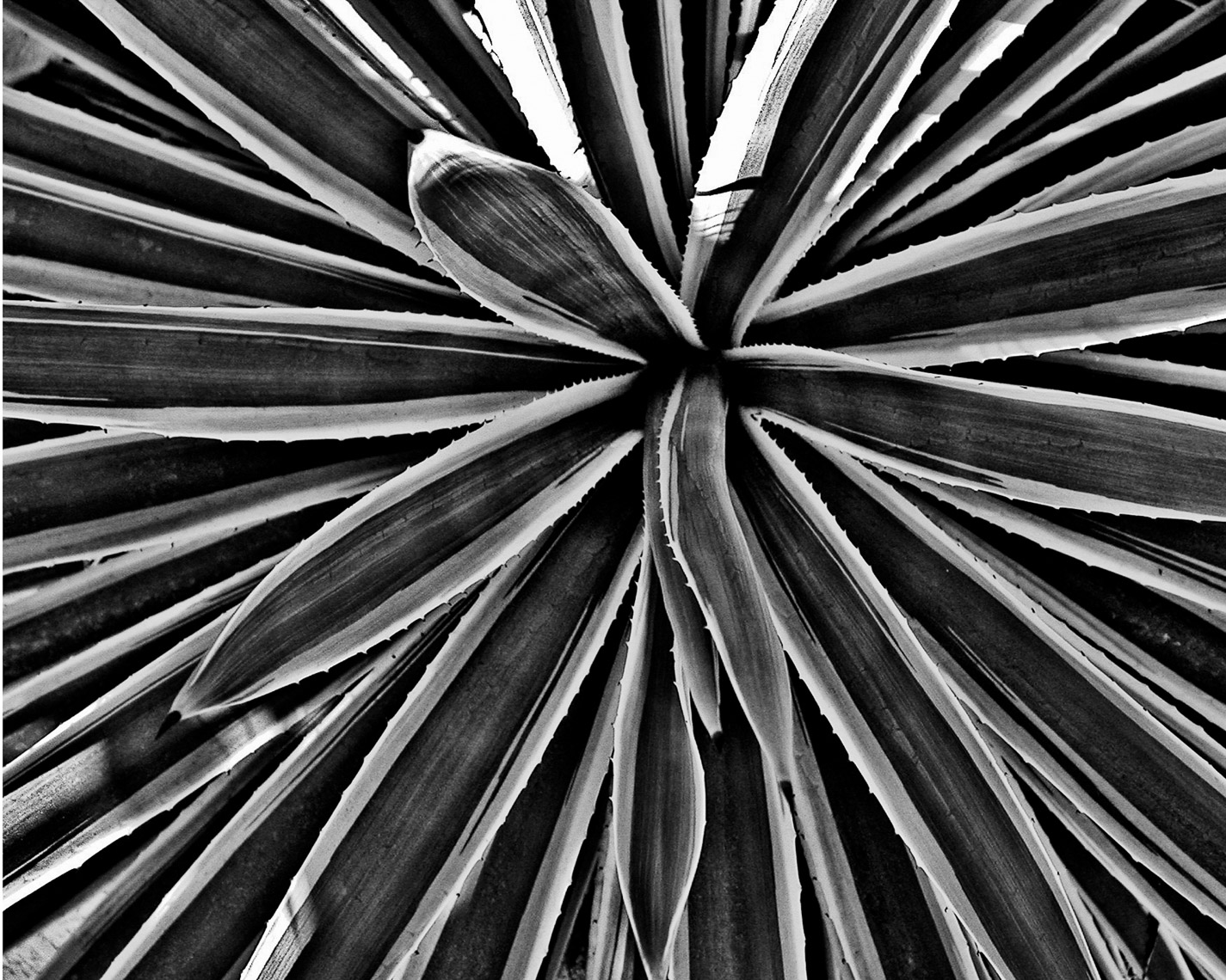 CactusSprayBWDSCN048