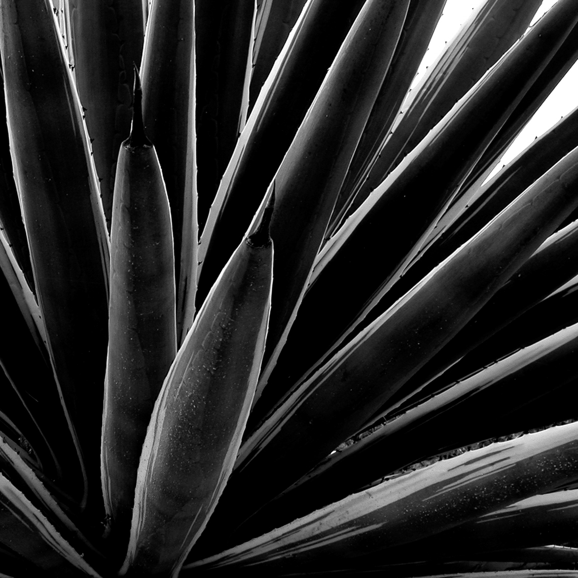 CactusSprayRightBWDSCN4805_28-Flora