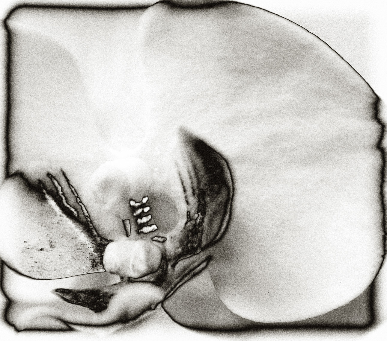OrchidLB_MG_4289-Edit-Copy1