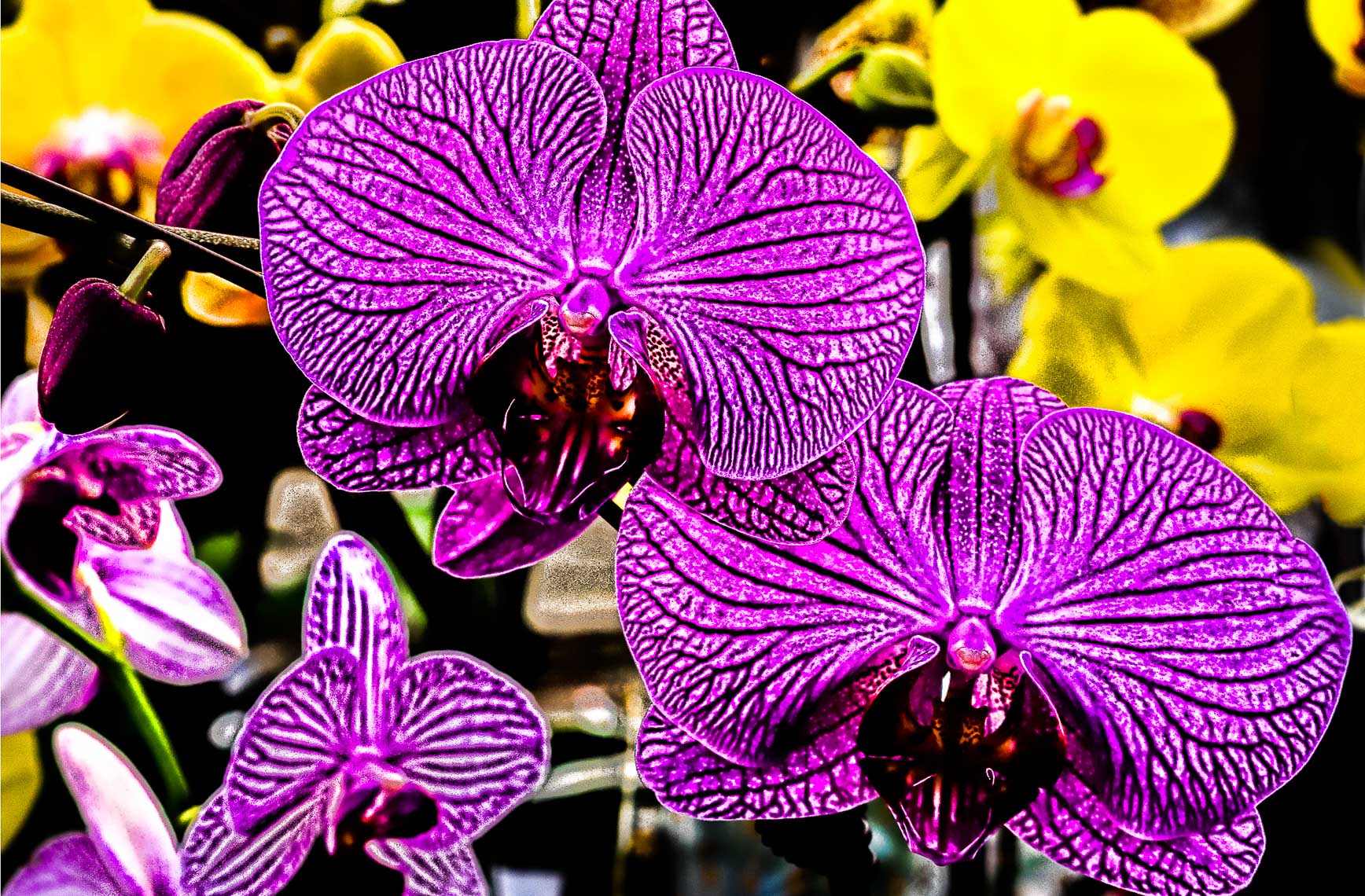 PurpleOrchidDSC00052