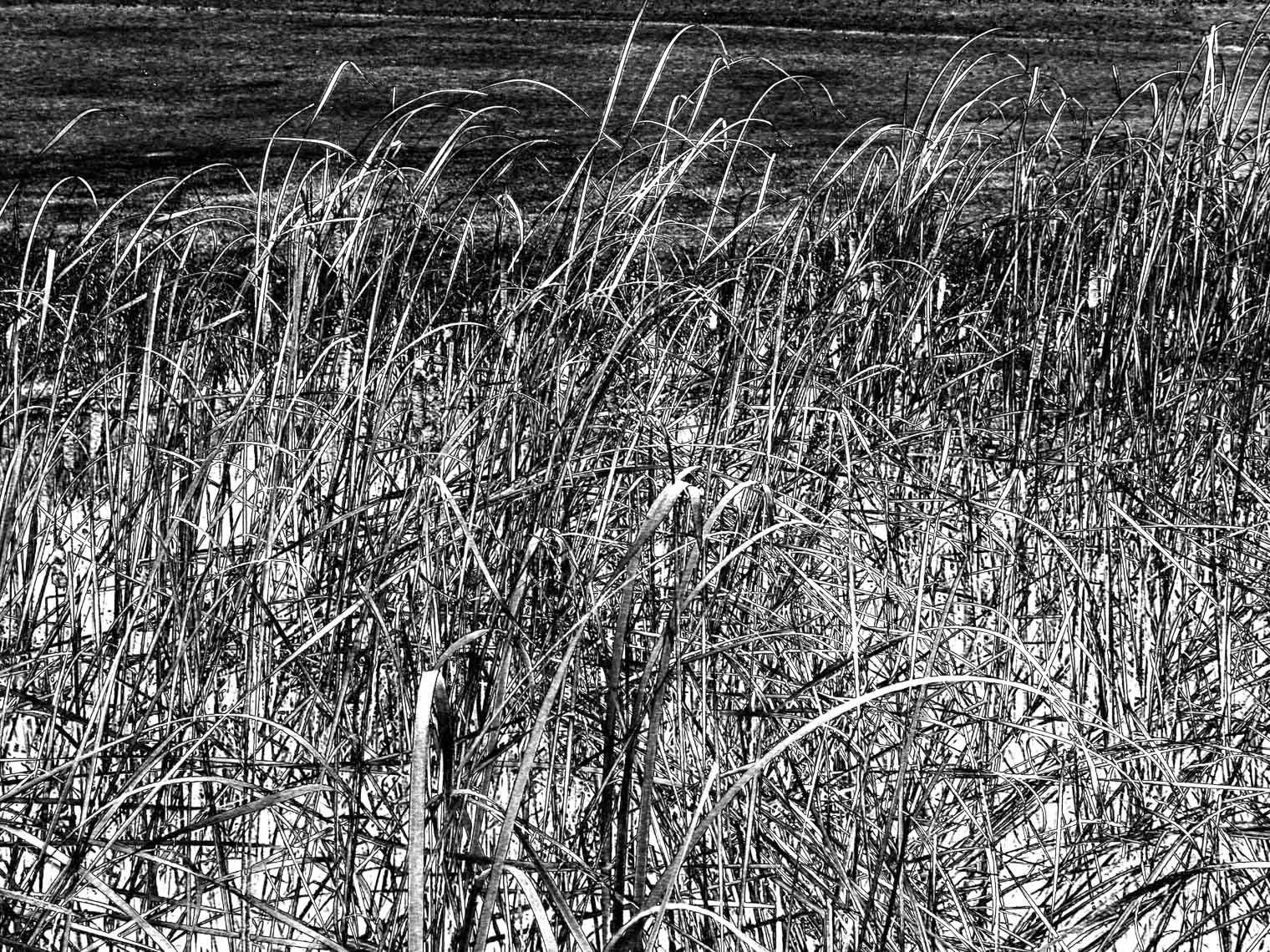 REEDSandGRASS