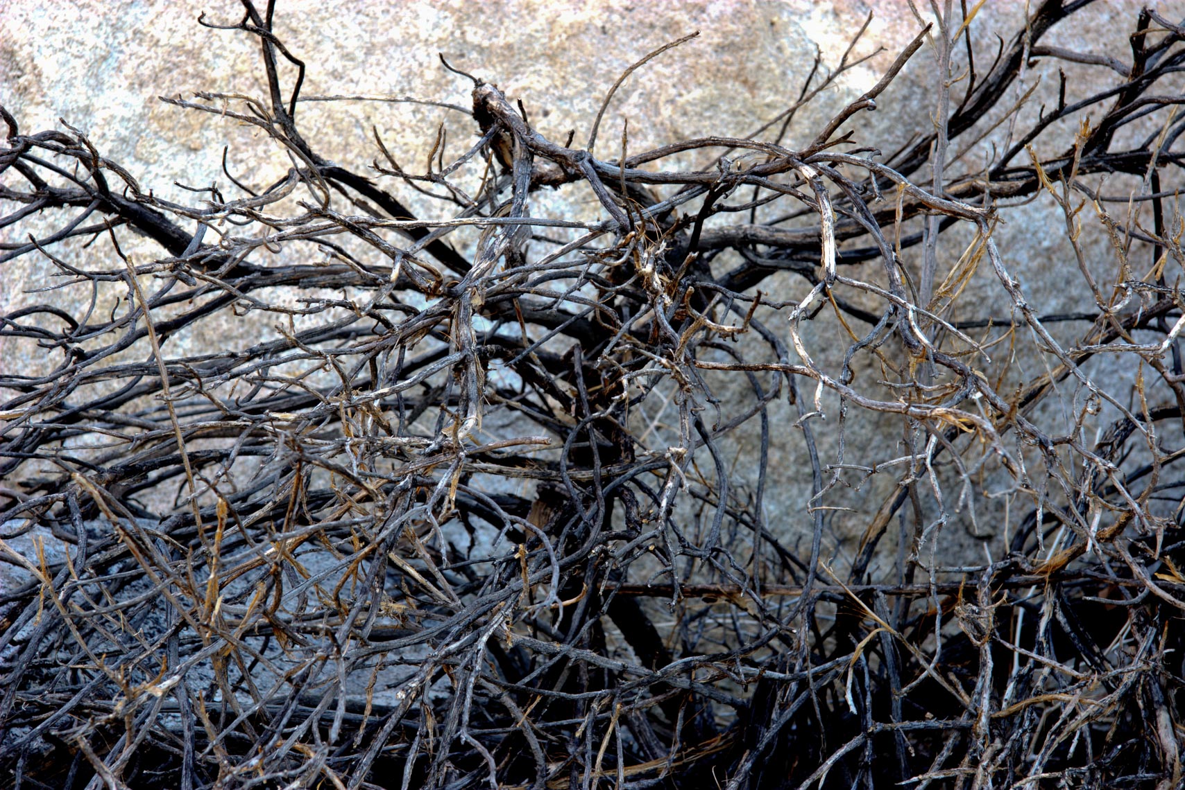 TangledTreeToneCompression1_MG_1045_3_4-Edit