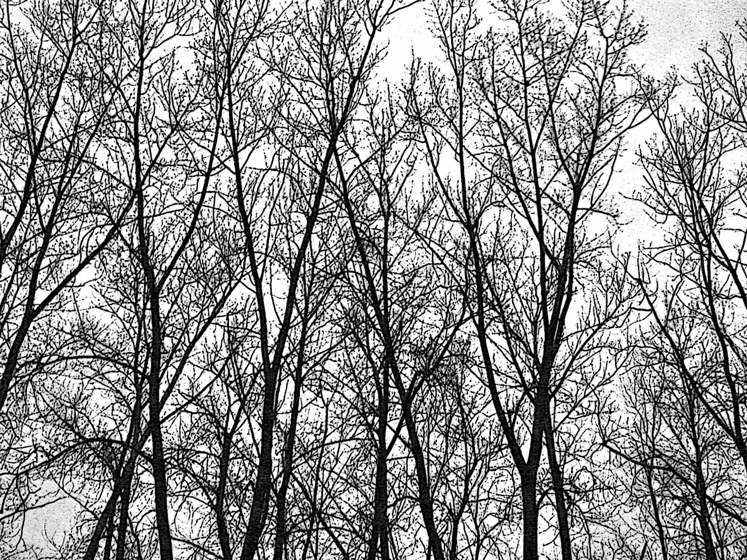 TreesEdgePosterizedBW12-04-04005-after