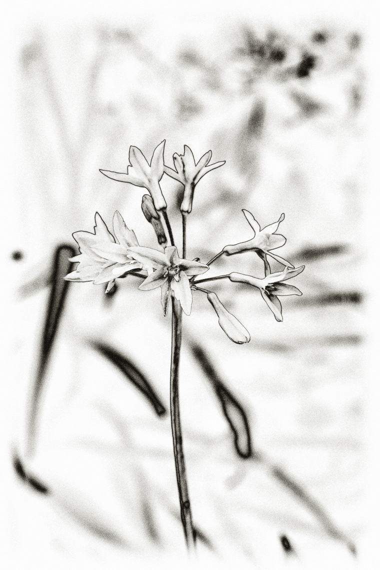 _MG_9786-Edit